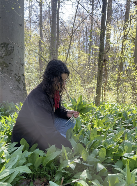 Bärlauch pflücken im Wald.