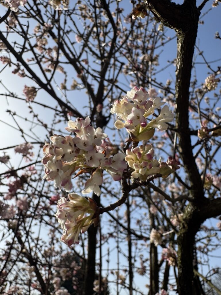Blütenbaum mit Sonnenstrahlen im Frühling in Bamberg.